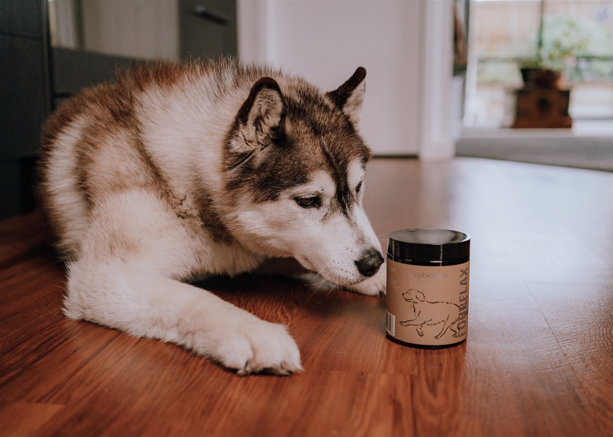 The Power of Probiotics – The benefits for your furry friends