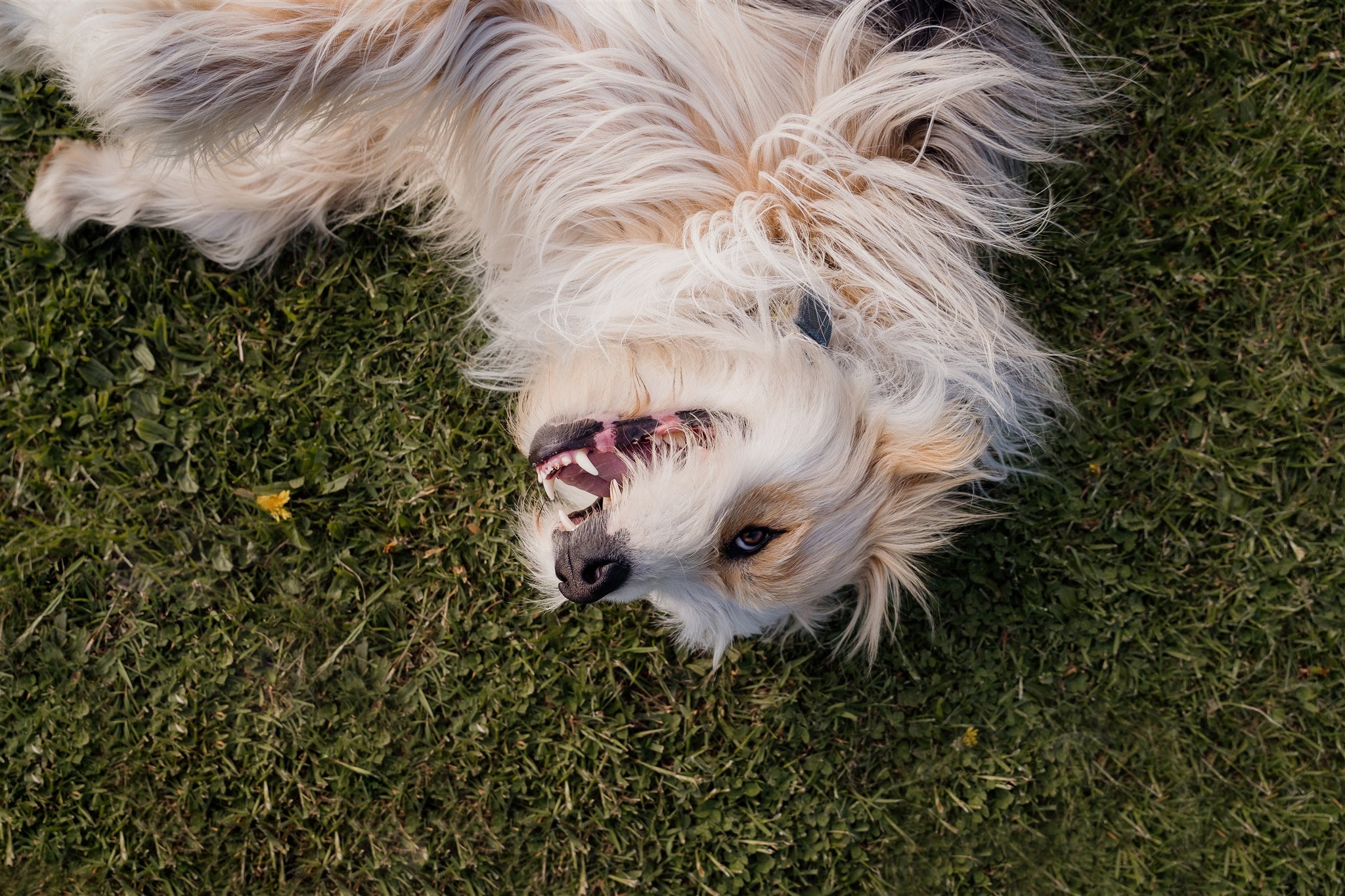 Unleashing the Power of Radiance: The Benefits of Flaxseed Oil for Your Dog's Skin