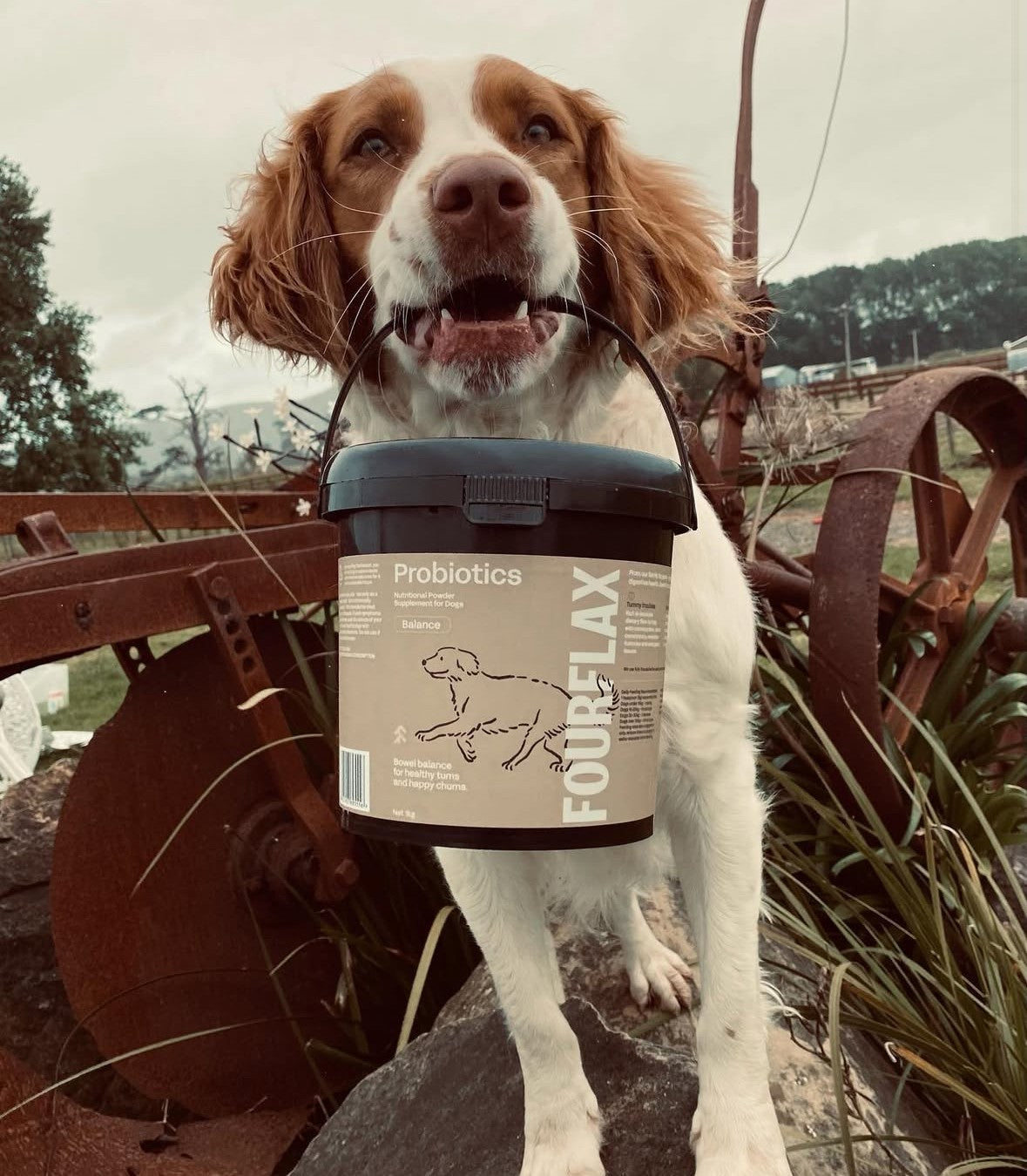 Canine Probiotics - Immunity & Digestive Probiotic Support for Dogs