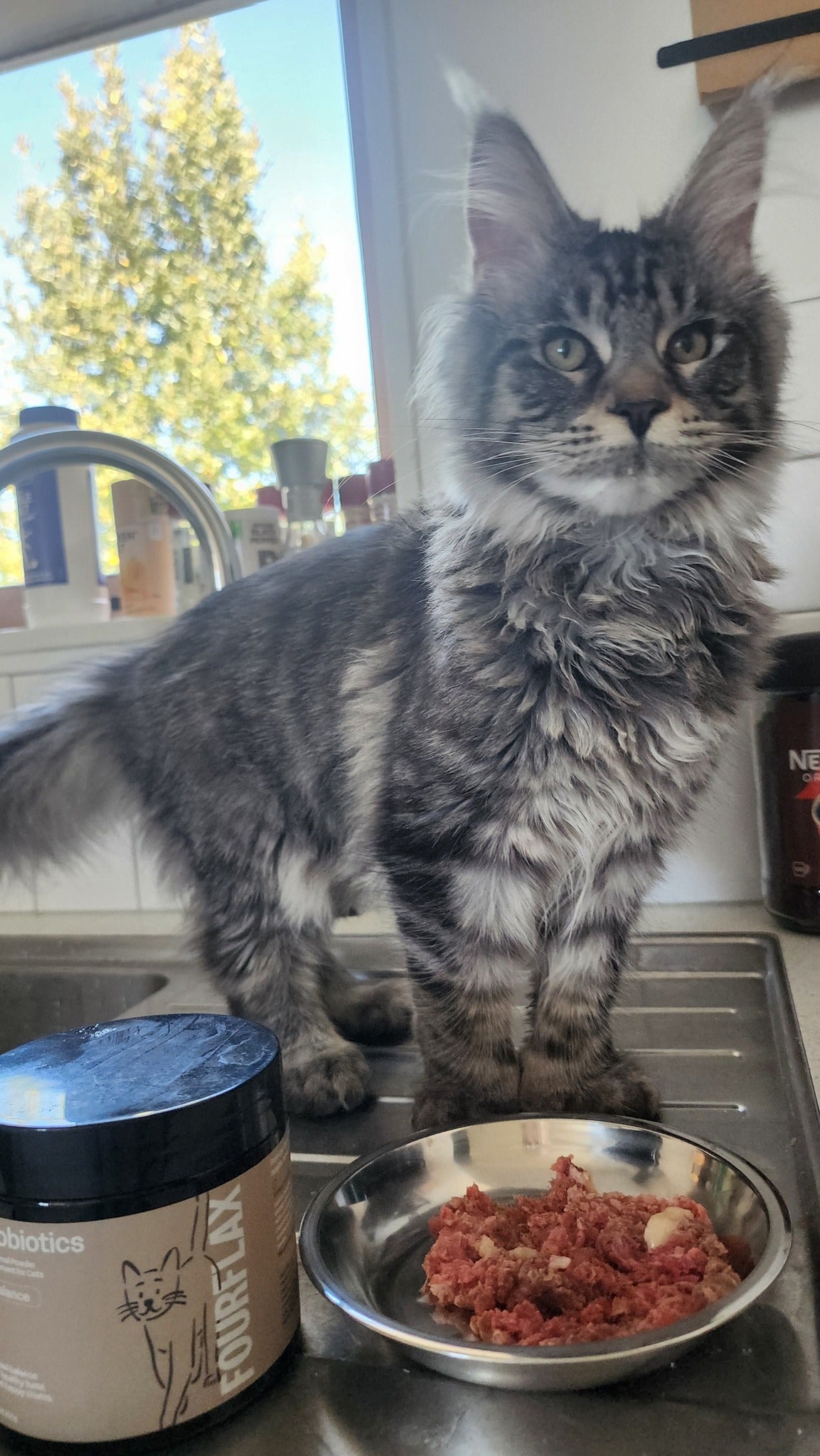 Feline Probiotics - Immunity & Digestive Probiotic Support for Cats