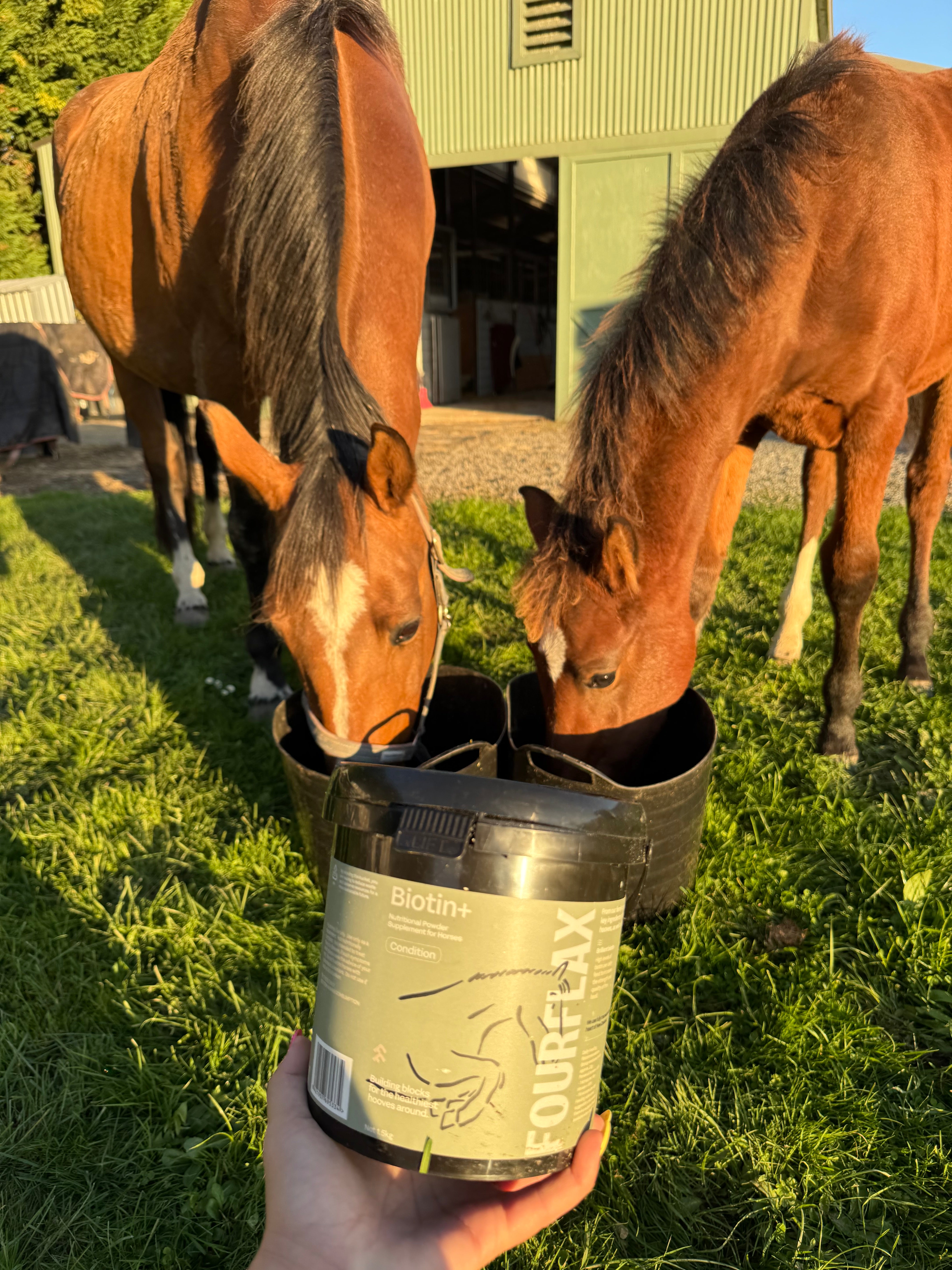 Equine Biotin+ - Hoof & Coat Supplement for Horses