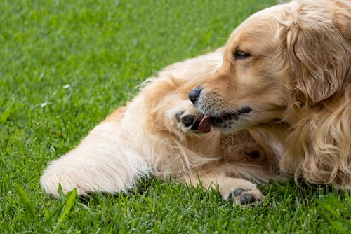 Why Do Dogs Lick Their Paws (And What Can You Do About It)?