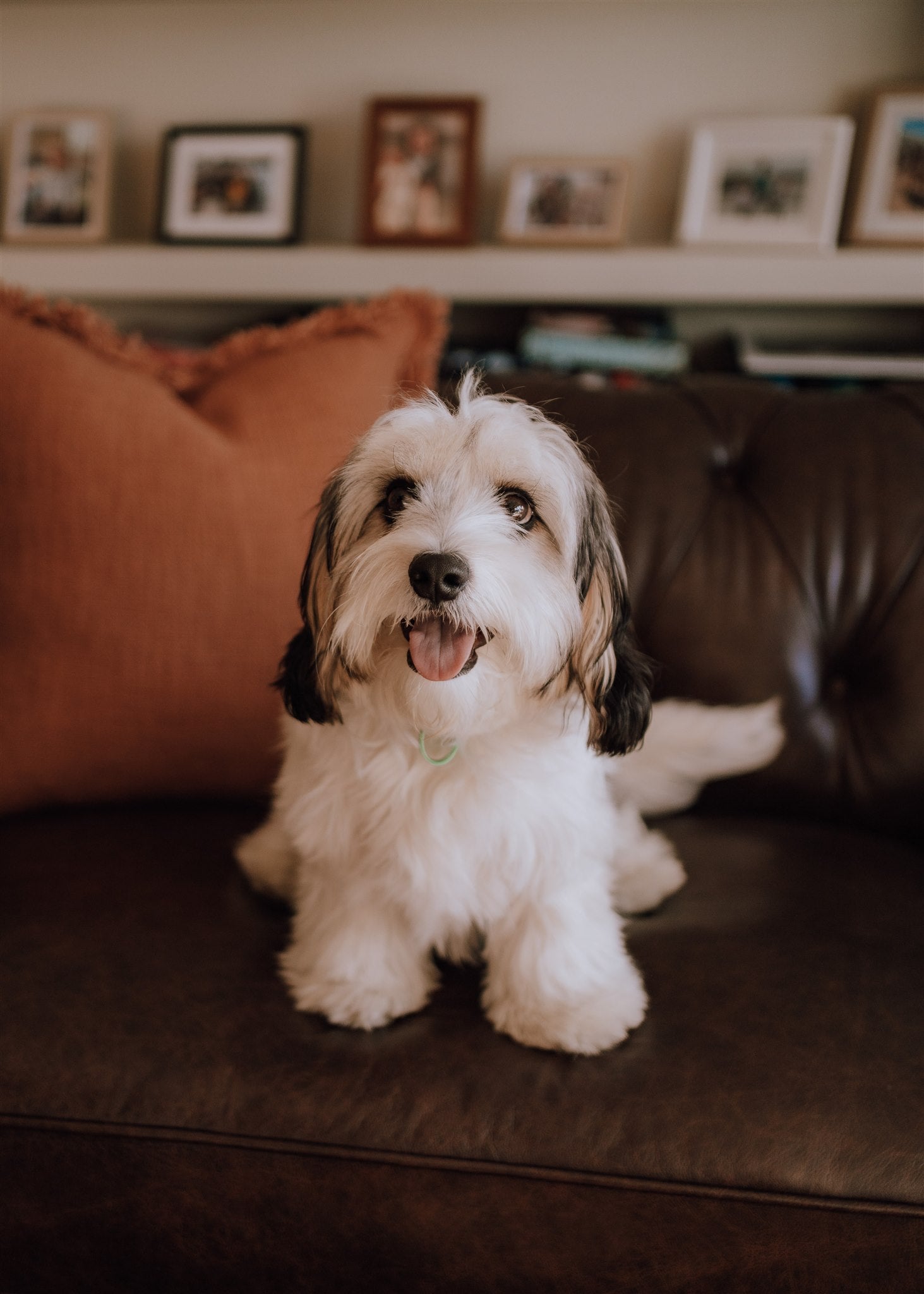 Common Winter Ailments for Dogs –  Keeping your pal happy and healthy in the colder months