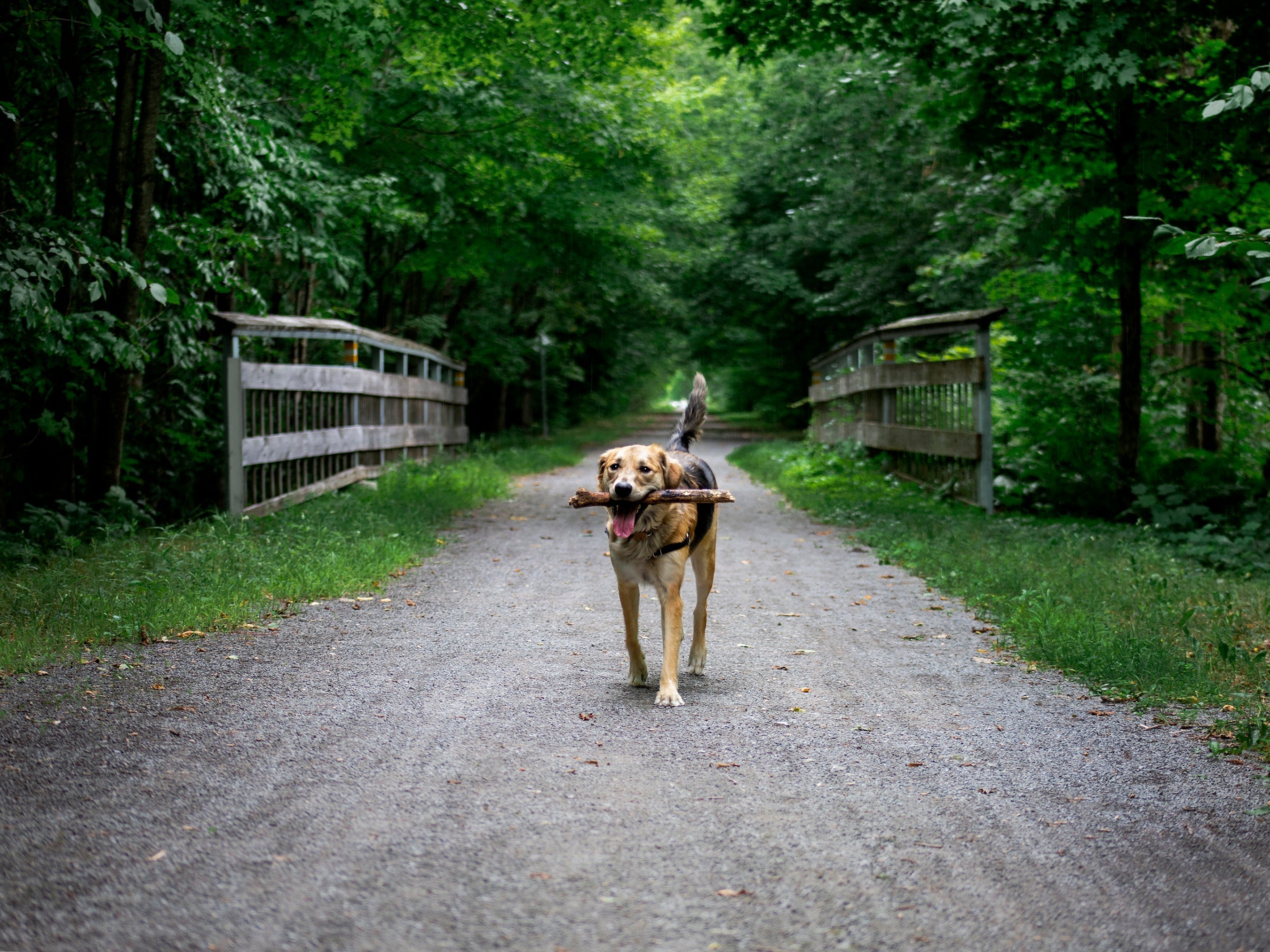 Is Your Dog Slowing Down… Or Just Getting Older?