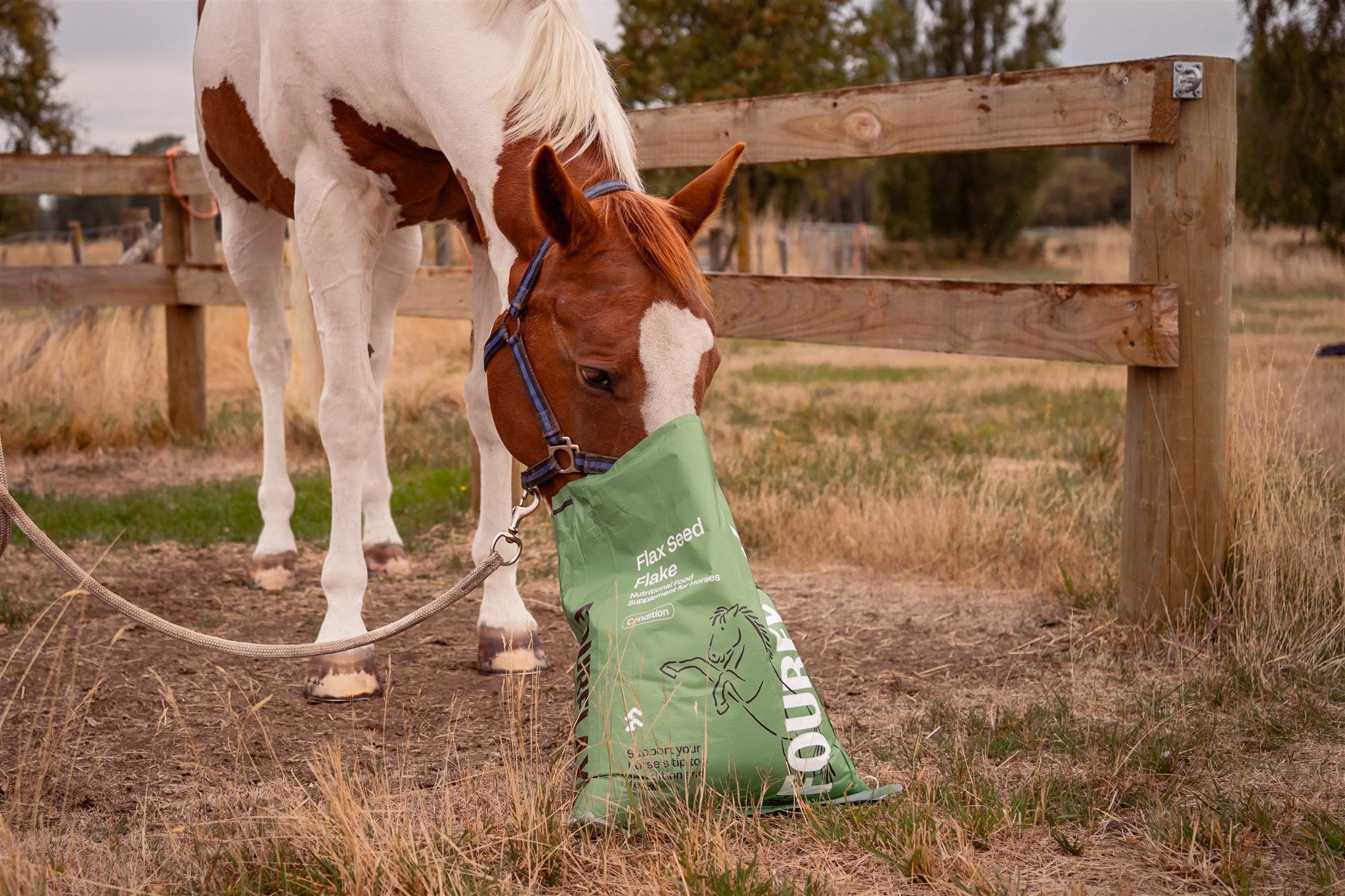 Equine Flax Seed Flake - Coat & Condition Supplement for Horses